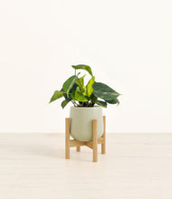 Load image into Gallery viewer, Turquoise stand:bamboo