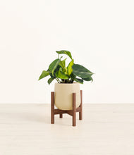 Load image into Gallery viewer, Almond Green stand:walnut
