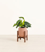 Load image into Gallery viewer, Calm Rose stand:walnut