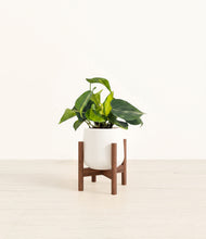 Load image into Gallery viewer, White stand:walnut