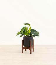 Load image into Gallery viewer, Stone Black stand:walnut