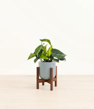 Load image into Gallery viewer, Misty Blue stand:walnut