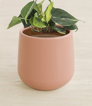 Load image into Gallery viewer, Calm Rose stand:all