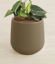 Load image into Gallery viewer, Olive stand:all
