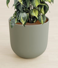 Load image into Gallery viewer, Sage Green stand:all