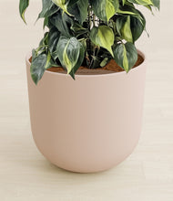 Load image into Gallery viewer, Sandy Pink stand:all