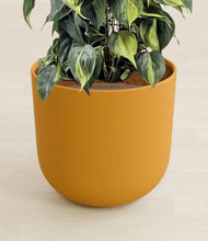 Load image into Gallery viewer, Sunset Orange stand:all