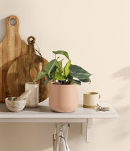 Load image into Gallery viewer, Gentle Pink
