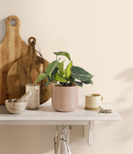 Load image into Gallery viewer, Sandy Pink