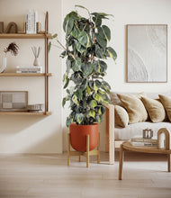 Load image into Gallery viewer, Earth Red stand:bamboo