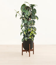Load image into Gallery viewer, Stone Black stand:walnut