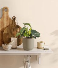 Load image into Gallery viewer, Sage Green
