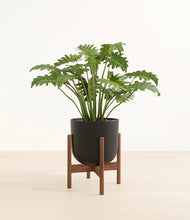 Load image into Gallery viewer, Stone Black stand:walnut