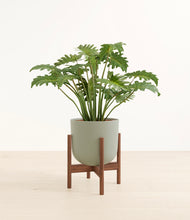 Load image into Gallery viewer, Sage Green stand:walnut