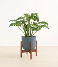 Load image into Gallery viewer, Iron Gray stand:walnut