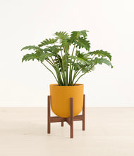Load image into Gallery viewer, Sunset Orange stand:walnut