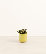 Load image into Gallery viewer, Key Lime Yellow