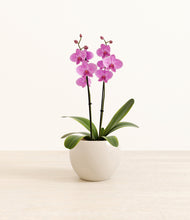 Load image into Gallery viewer, Shiny EggWhite*****Profile