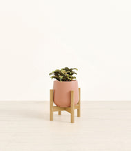 Load image into Gallery viewer, Calm Rose stand:bamboo
