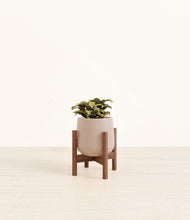 Load image into Gallery viewer, Eternal Gray stand:walnut