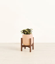 Load image into Gallery viewer, Gentle Pink stand:walnut