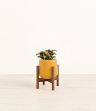 Load image into Gallery viewer, Mustard stand:walnut