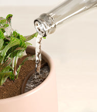 Load image into Gallery viewer, Gentle Pink stand:all