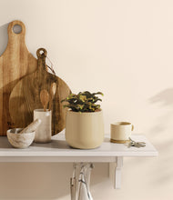 Load image into Gallery viewer, Almond Green