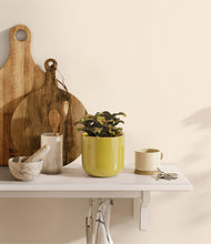 Load image into Gallery viewer, Key Lime Yellow