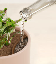 Load image into Gallery viewer, Sandy Pink stand:all