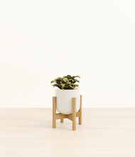 Load image into Gallery viewer, Cotton White stand:bamboo