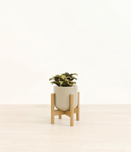 Load image into Gallery viewer, Sage Green stand:bamboo