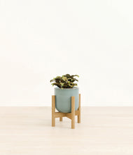 Load image into Gallery viewer, Reactive Aqua stand:bamboo