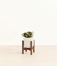 Load image into Gallery viewer, Cotton White stand:walnut