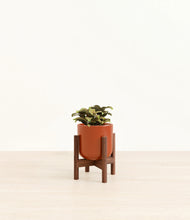 Load image into Gallery viewer, Glossy Red stand:walnut