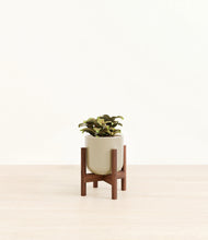 Load image into Gallery viewer, Sage Green stand:walnut