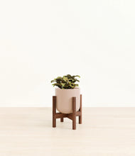 Load image into Gallery viewer, Sandy Pink stand:walnut