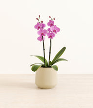 Load image into Gallery viewer, Almond Green*****Profile