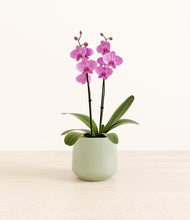 Load image into Gallery viewer, Turquoise*****Profile