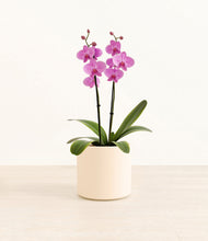 Load image into Gallery viewer, Cream*****Profile