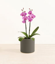 Load image into Gallery viewer, Dark Olive*****Profile