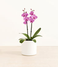 Load image into Gallery viewer, White*****Profile