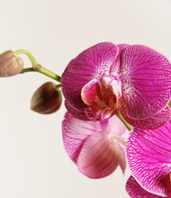 Load image into Gallery viewer, ALL