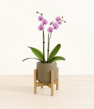 Load image into Gallery viewer, Olive stand:bamboo
