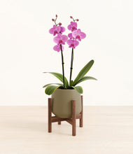 Load image into Gallery viewer, Olive stand:walnut