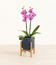 Load image into Gallery viewer, Deep Navy stand:bamboo