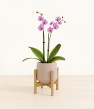 Load image into Gallery viewer, Eternal Gray stand:bamboo