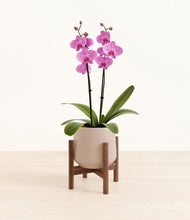 Load image into Gallery viewer, Eternal Gray stand:walnut