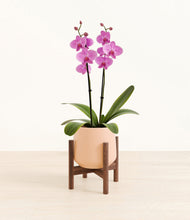 Load image into Gallery viewer, Gentle Pink stand:walnut
