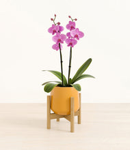 Load image into Gallery viewer, Mustard stand:bamboo